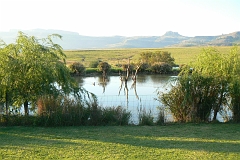 0484-Reis Zuid-Afrika2007